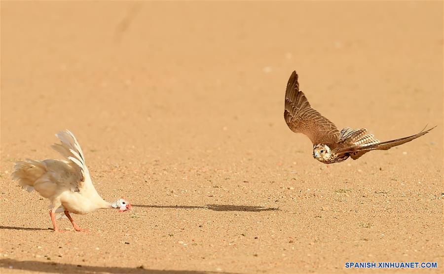 KUWAIT-GOBERNACION DE YAHRA-ENTRENAMIENTO DE HALCONES