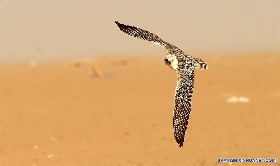 KUWAIT-GOBERNACION DE YAHRA-ENTRENAMIENTO DE HALCONES