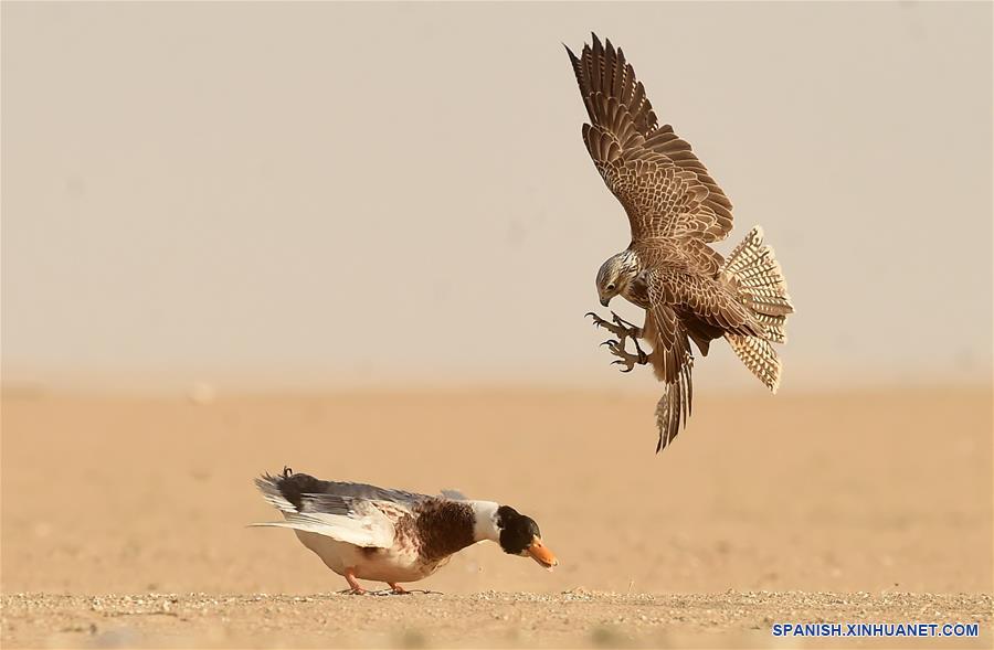 KUWAIT-GOBERNACION DE YAHRA-ENTRENAMIENTO DE HALCONES