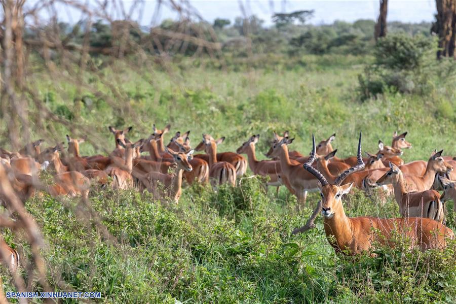 KENIA-PARQUE NACIONAL LAGO NAKURU-VACACIONES-AÑO NUEVO