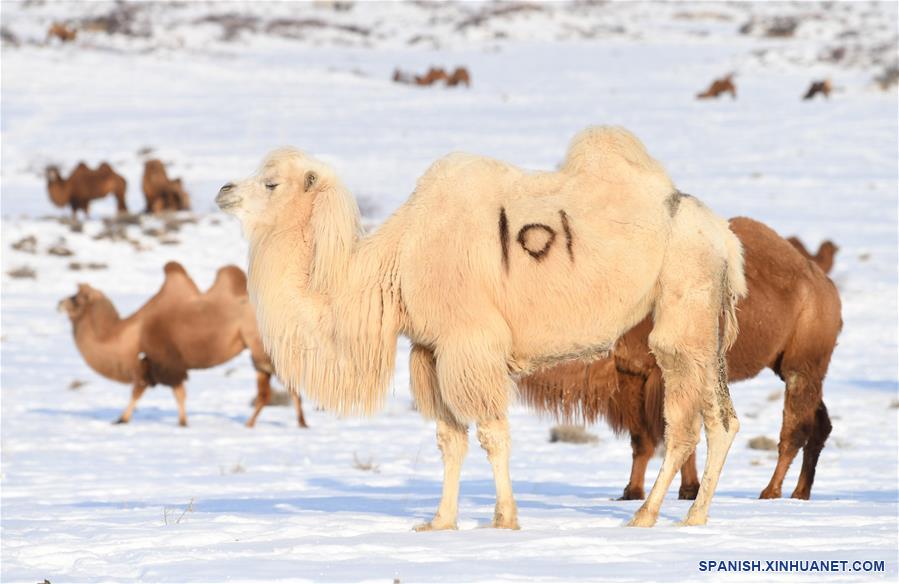 CHINA-XINJIANG-JEMINAY-CAMELLOS