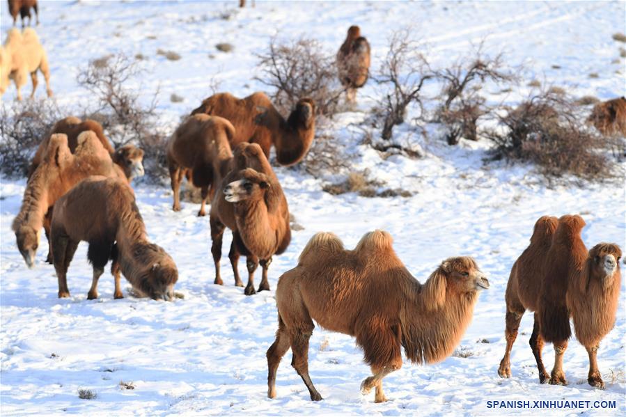 CHINA-XINJIANG-JEMINAY-CAMELLOS
