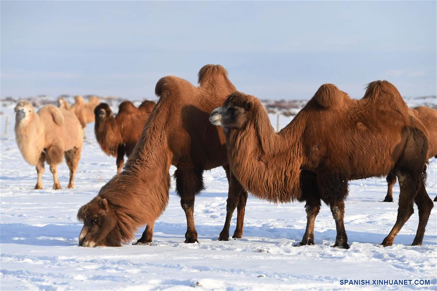 CHINA-XINJIANG-JEMINAY-CAMELLOS