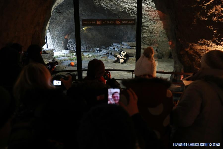 BELGICA-BRUGELETTE-PANDAS GIGANTES