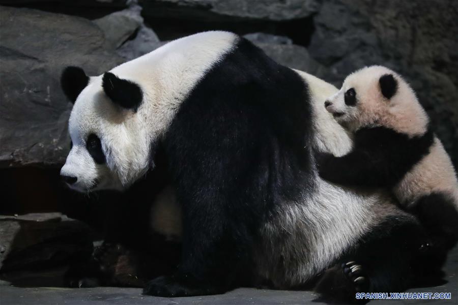 BELGICA-BRUGELETTE-PANDAS GIGANTES
