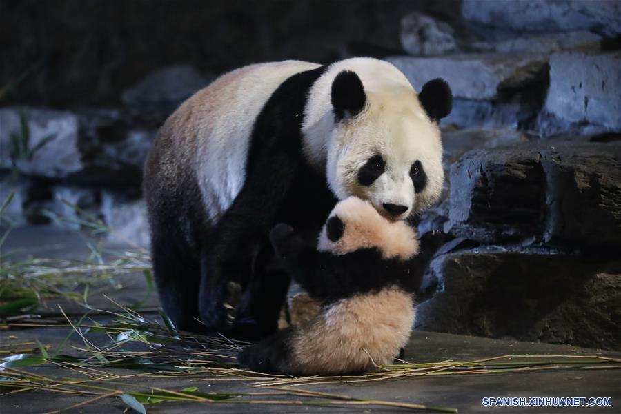 BELGICA-BRUGELETTE-PANDAS GIGANTES