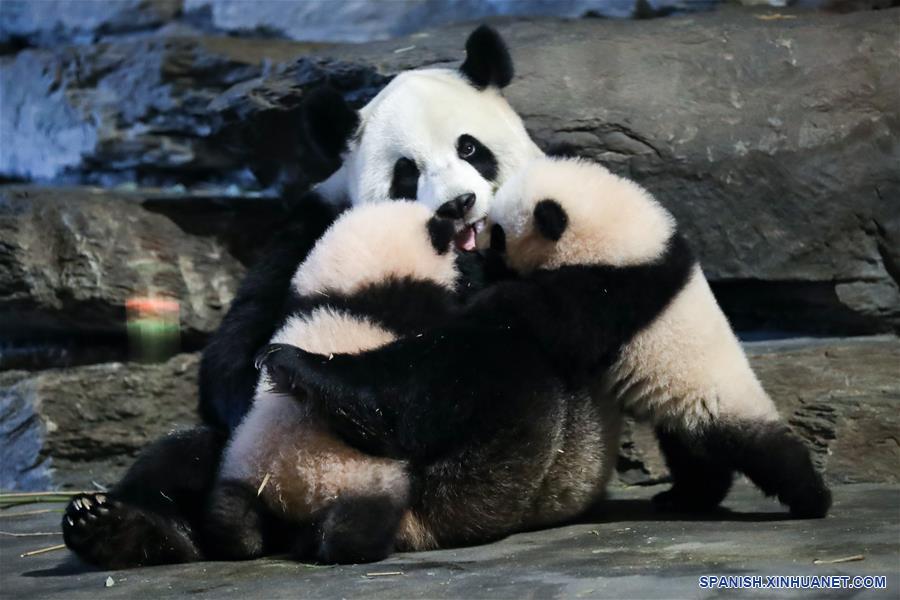 BELGICA-BRUGELETTE-PANDAS GIGANTES
