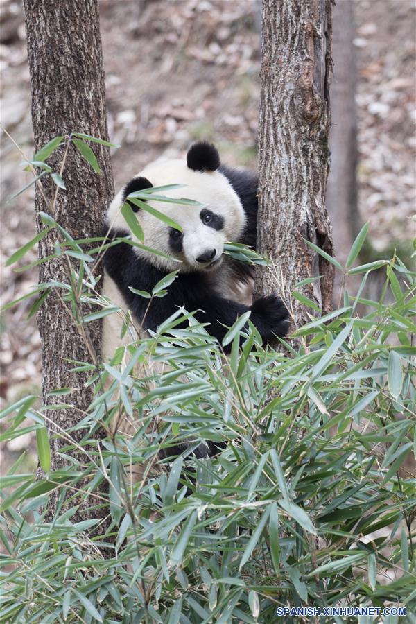 CHINA-SHAANXI-HANZHONG-PANDAS GIGANTES-ADAPTACION EN EL HABITAT NATURAL