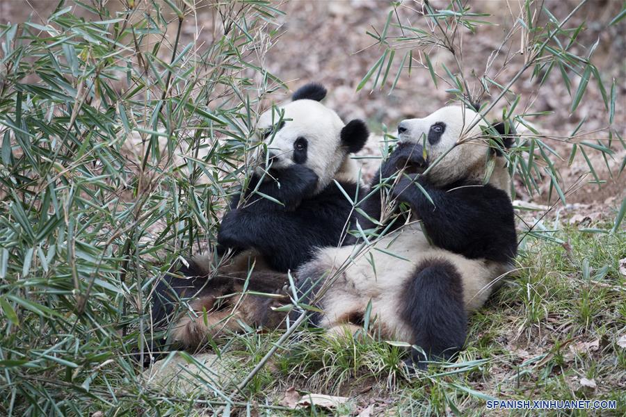 CHINA-SHAANXI-HANZHONG-PANDAS GIGANTES-ADAPTACION EN EL HABITAT NATURAL