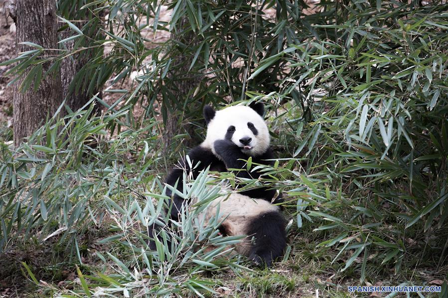 CHINA-SHAANXI-HANZHONG-PANDAS GIGANTES-ADAPTACION EN EL HABITAT NATURAL