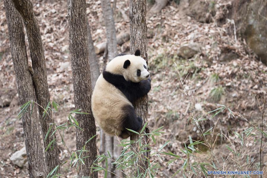 CHINA-SHAANXI-HANZHONG-PANDAS GIGANTES-ADAPTACION EN EL HABITAT NATURAL