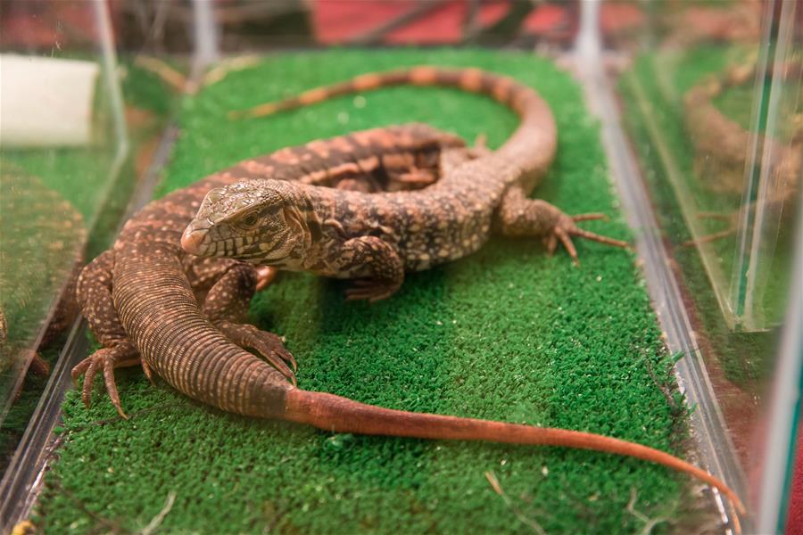 EEUU-TEXAS-DALLAS-ESPECTACULOS DE REPTILES EXOTICOS