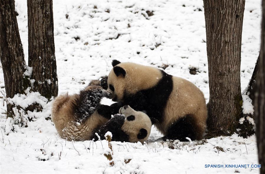 CHINA-SHAANXI-HANZHONG-NEVADA-PANDA