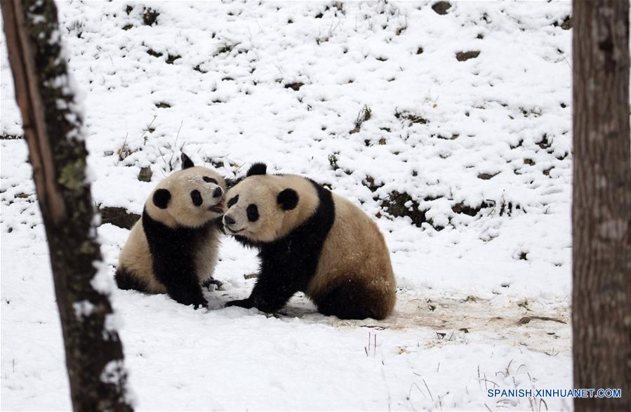 CHINA-SHAANXI-HANZHONG-NEVADA-PANDA