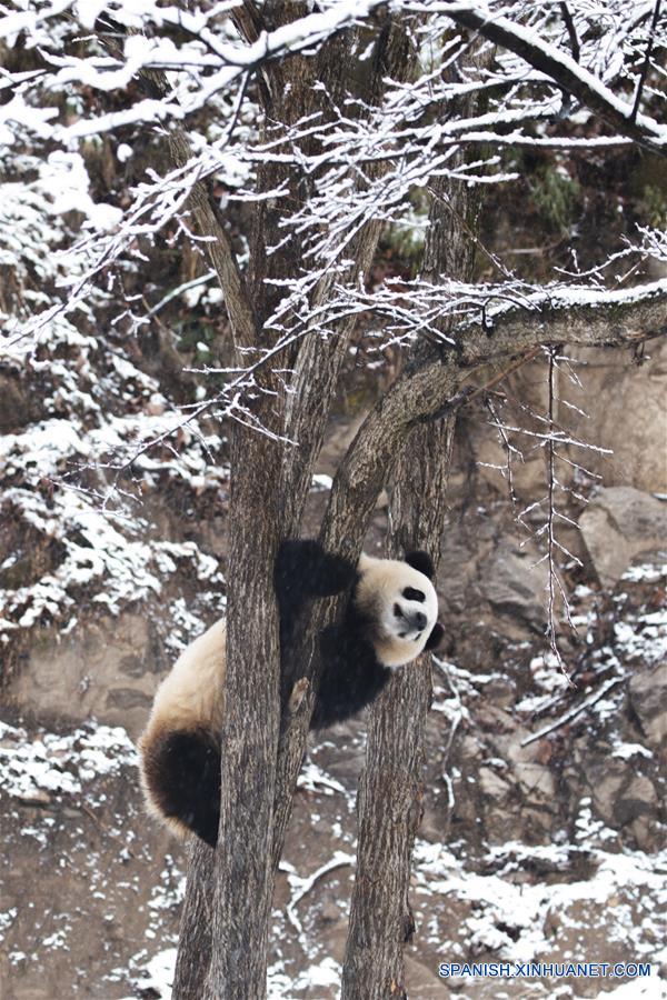 CHINA-SHAANXI-HANZHONG-NEVADA-PANDA