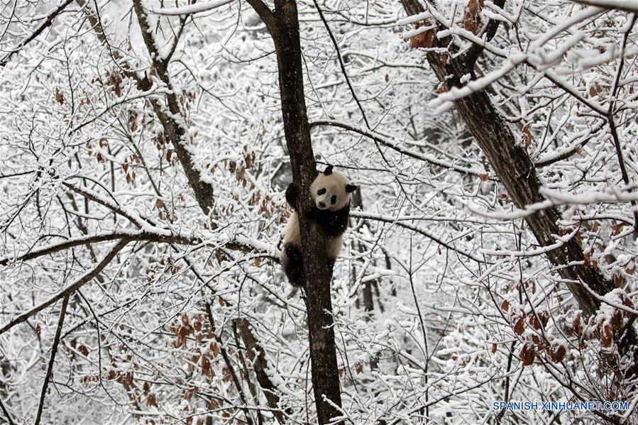 CHINA-SHAANXI-HANZHONG-NEVADA-PANDA