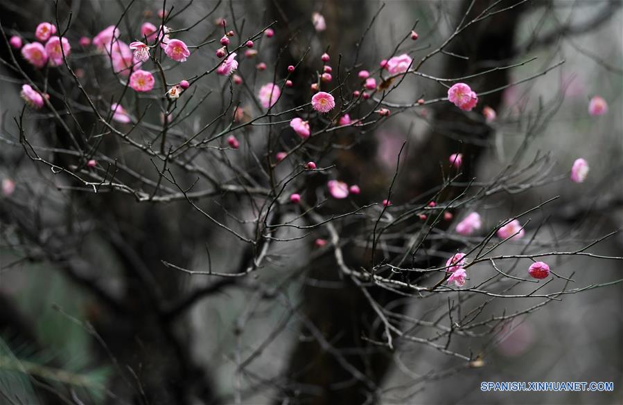 CHINA-GUIZHOU-GUIYANG-FLORES
