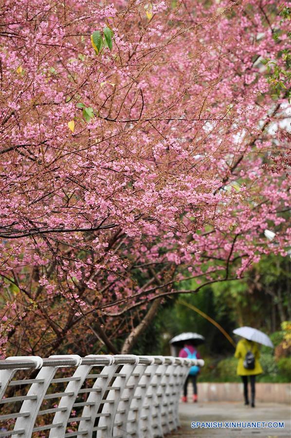 CHINA-GUIZHOU-GUIYANG-FLORES
