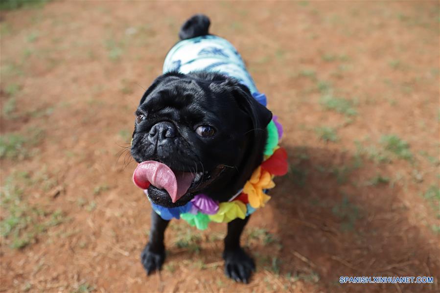 BRASIL-SAO PAULO-MASCOTAS-CARNAVAL