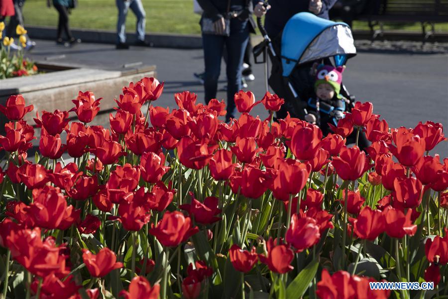 EEUU-SAN FRANCISCO-TULIPANES
