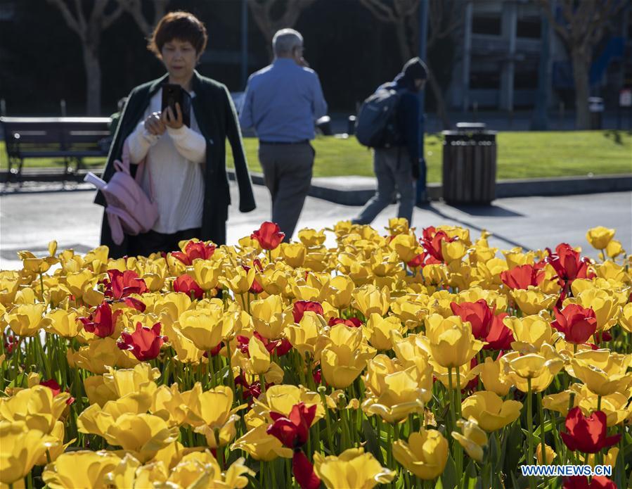 EEUU-SAN FRANCISCO-TULIPANES