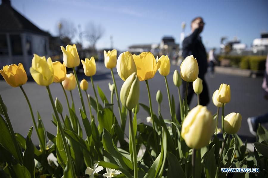 EEUU-SAN FRANCISCO-TULIPANES