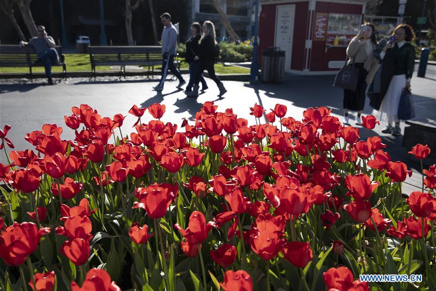 EEUU-SAN FRANCISCO-TULIPANES