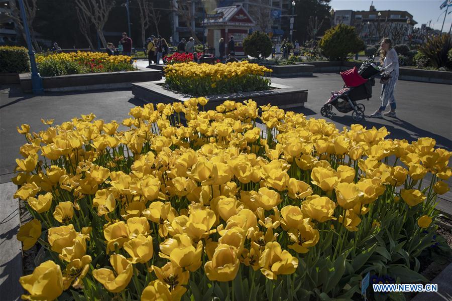 EEUU-SAN FRANCISCO-TULIPANES