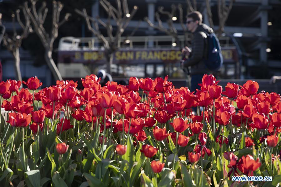 EEUU-SAN FRANCISCO-TULIPANES