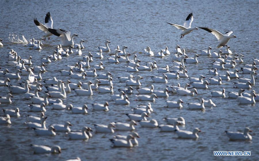 EEUU-PENSILVANIA-DISTRITO LANCASTER-GANZO BLANCO-MIGRACION