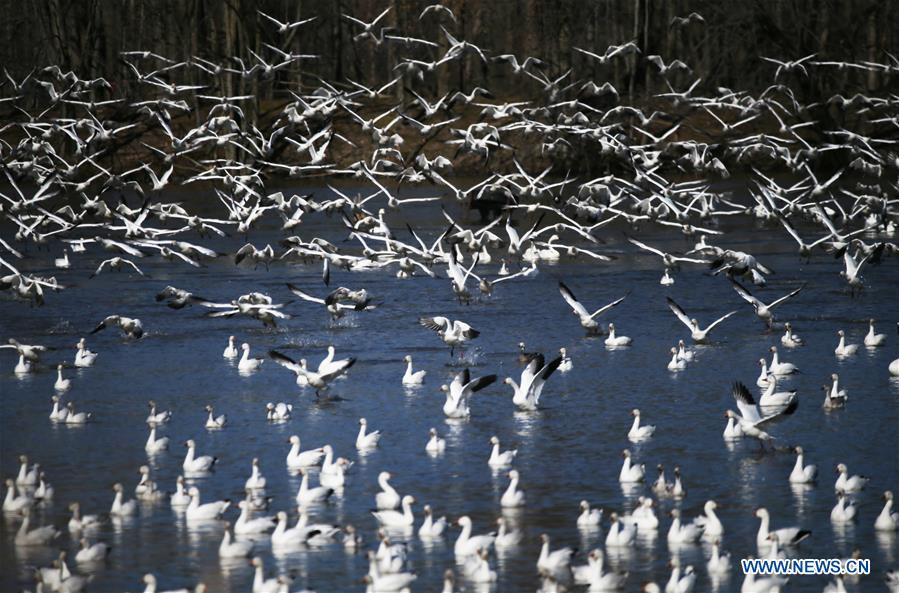 EEUU-PENSILVANIA-DISTRITO LANCASTER-GANZO BLANCO-MIGRACION
