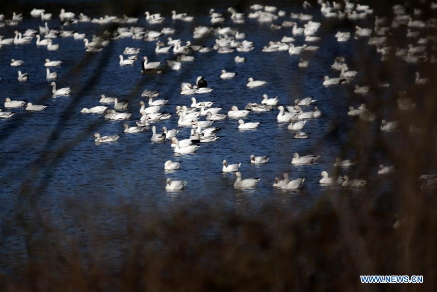 EEUU-PENSILVANIA-DISTRITO LANCASTER-GANZO BLANCO-MIGRACION