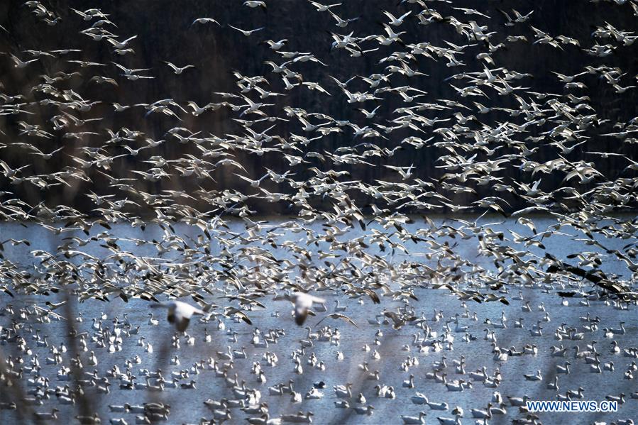 EEUU-PENSILVANIA-DISTRITO LANCASTER-GANZO BLANCO-MIGRACION