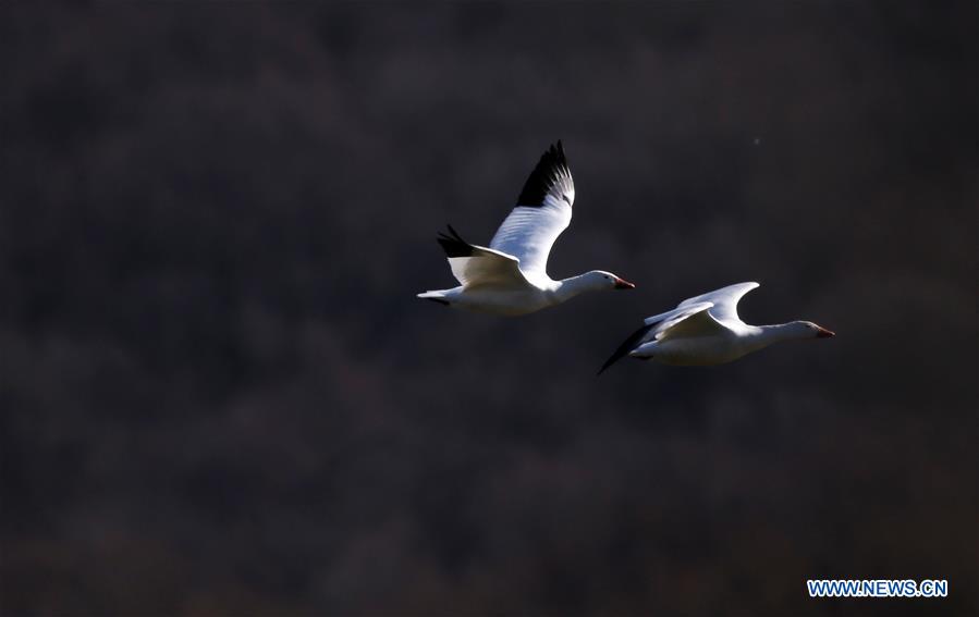 EEUU-PENSILVANIA-DISTRITO LANCASTER-GANZO BLANCO-MIGRACION