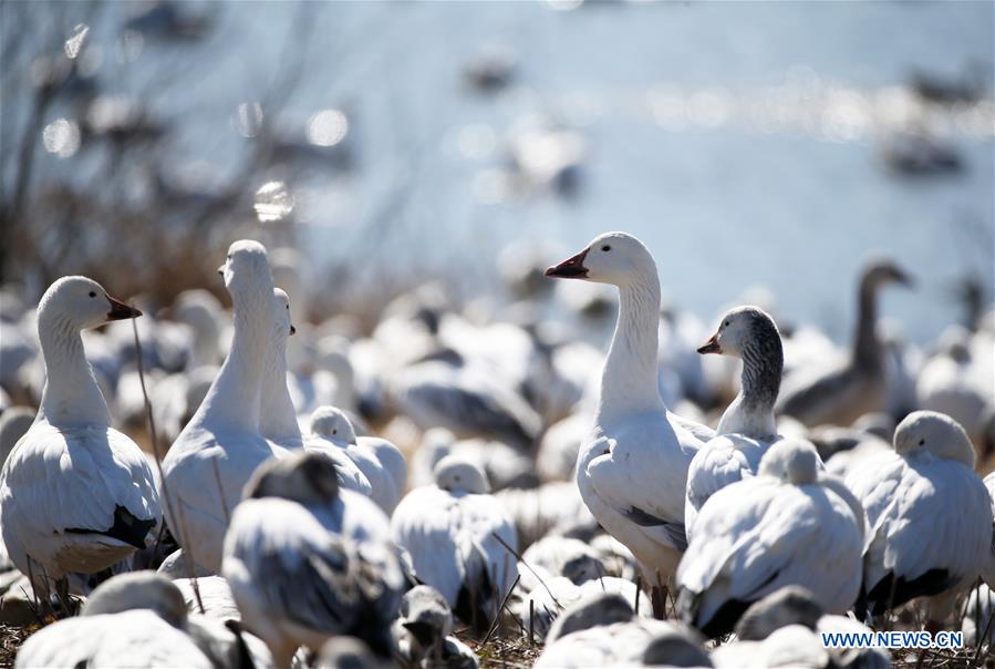 EEUU-PENSILVANIA-DISTRITO LANCASTER-GANZO BLANCO-MIGRACION