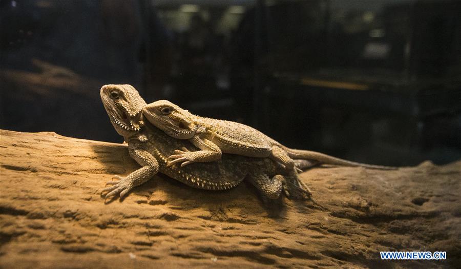 CANADA-TORONTO-EXPOSICION DE REPTILES