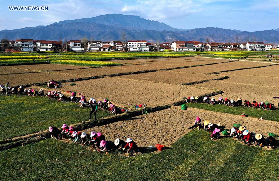 CHINA-SHAANXI-MIANXIAN-HIERBA MTC-PLANTACION