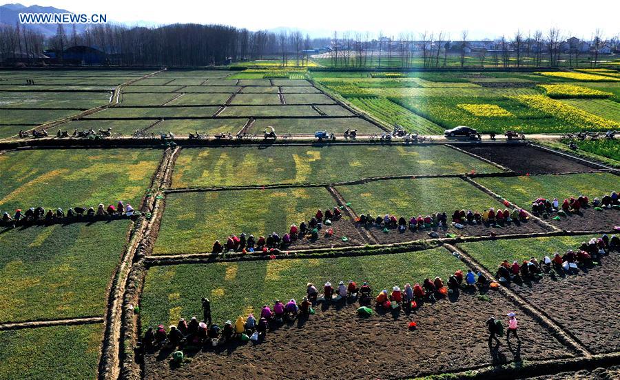 CHINA-SHAANXI-MIANXIAN-HIERBA MTC-PLANTACION