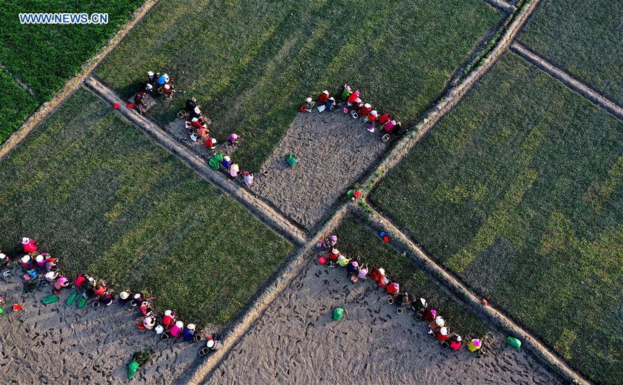 CHINA-SHAANXI-MIANXIAN-HIERBA MTC-PLANTACION