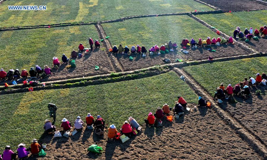 CHINA-SHAANXI-MIANXIAN-HIERBA MTC-PLANTACION