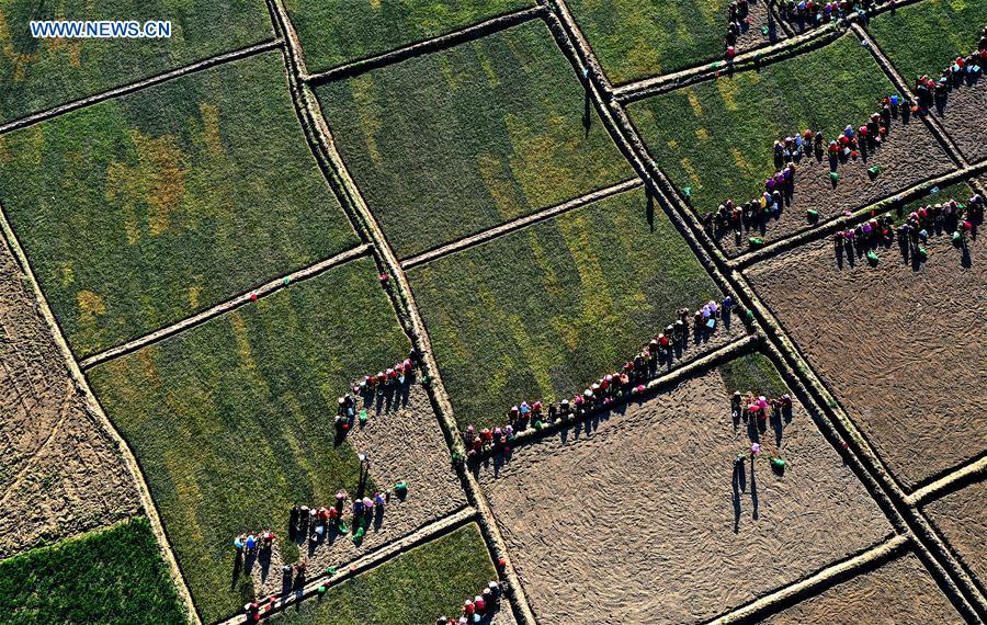 CHINA-SHAANXI-MIANXIAN-HIERBA MTC-PLANTACION