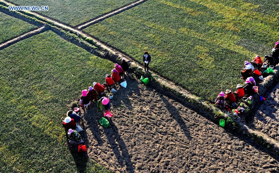 CHINA-SHAANXI-MIANXIAN-HIERBA MTC-PLANTACION