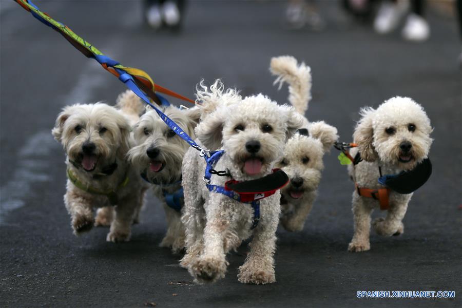 HONDURAS-TEGUCIGALPA-PROTESTA-PROTECCION ANIMAL