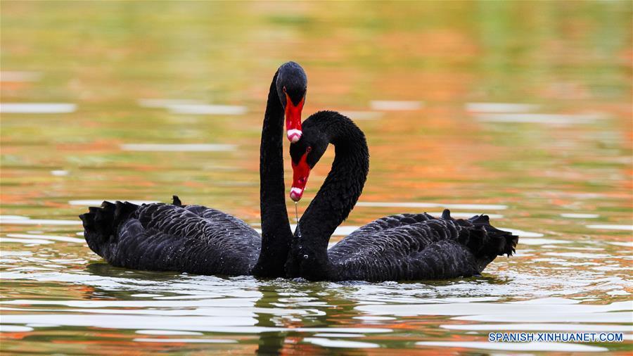 CHINA-FUJIAN-FUZHOU-CISNES NEGROS