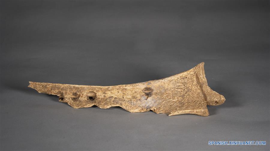 CHINA-HENAN-JIYUAN-DINASTIA SHANG-RESTOS DE HUESOS-SACRIFICIOS HUMANOS ANTIGUOS