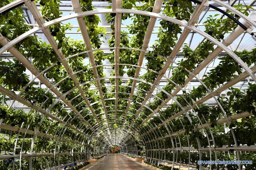 CHINA-SHANDONG-SHOUGUANG-CULTIVO HIDROPONICO
