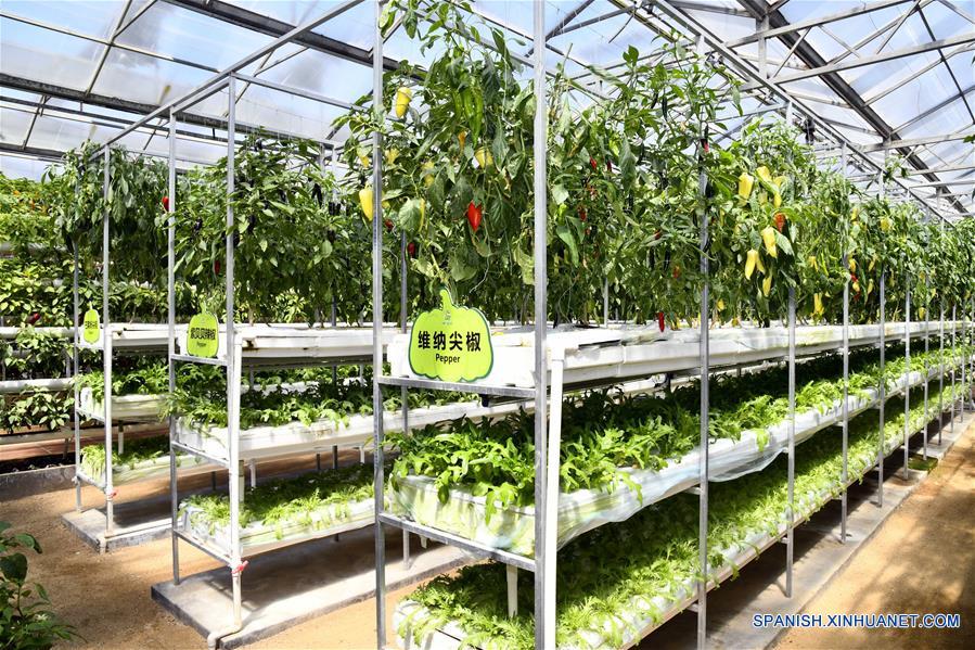 CHINA-SHANDONG-SHOUGUANG-CULTIVO HIDROPONICO