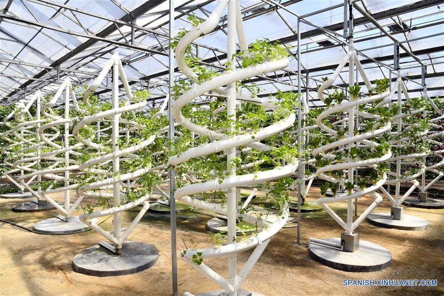CHINA-SHANDONG-SHOUGUANG-CULTIVO HIDROPONICO