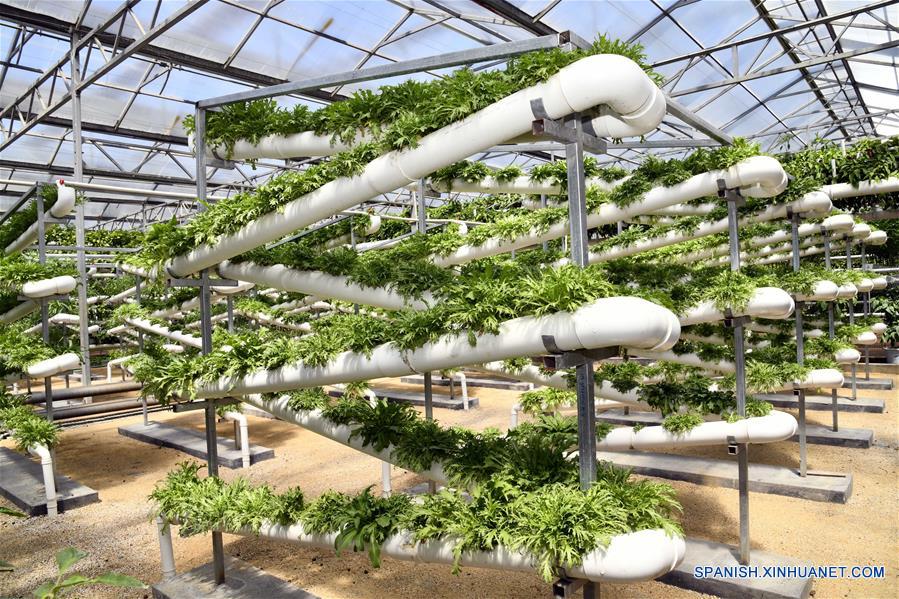 CHINA-SHANDONG-SHOUGUANG-CULTIVO HIDROPONICO