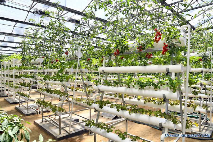 CHINA-SHANDONG-SHOUGUANG-CULTIVO HIDROPONICO